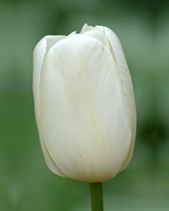 X 100 TULIPA CATHERINA