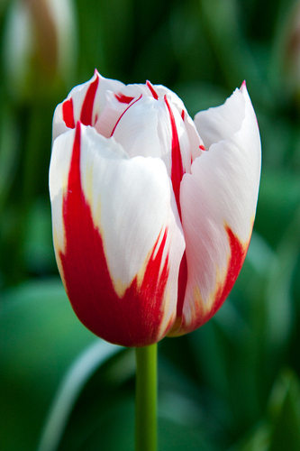 X 100 TULIPA HAPPY GENERATION