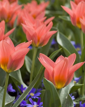 X 100 TULIPA ORIENTAL BEAUTY