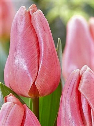 X 100 TULIPA PINK JIMMY