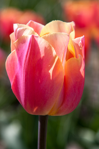 X 100 TULIPA SALMON JIMMY