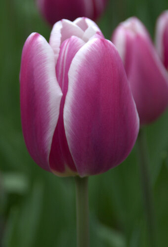 X 100 TULIPA SYNAEDA BLUE