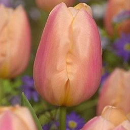 X 100 TULIPA APRICOT FAVOURITE