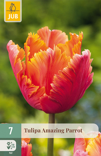 X   7 TULIPA AMAZING PARROT