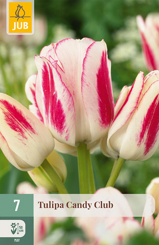 X   7 TULIPA CANDY CLUB