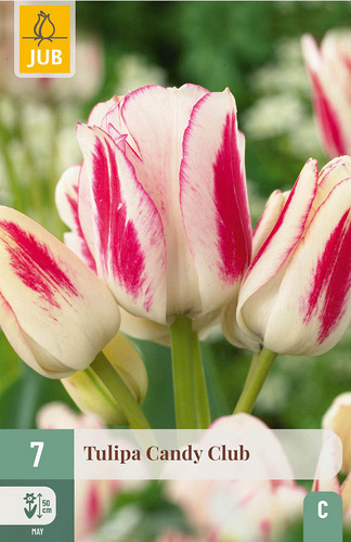 X   7 TULIPA CANDY CLUB