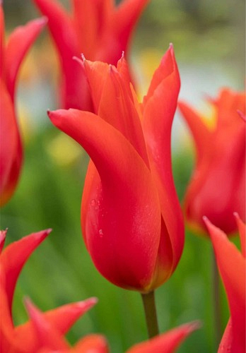 X 100 TULIPA ROYAL CHARM