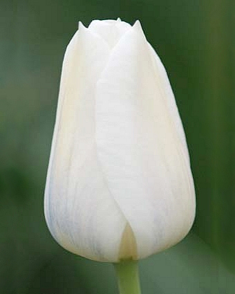 X 100 TULIPA INZELL