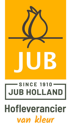 X 100 IRIS RETICULATA LOUISE