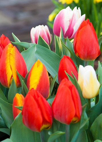 PAKKET 10 X 100 TULPEN