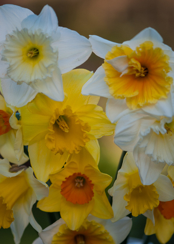 PAKKET 10 x 100 NARCISSEN