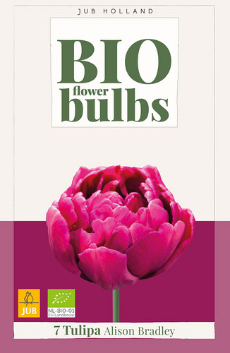 X   7 TULIPA ALISON BRADLEY - BIO