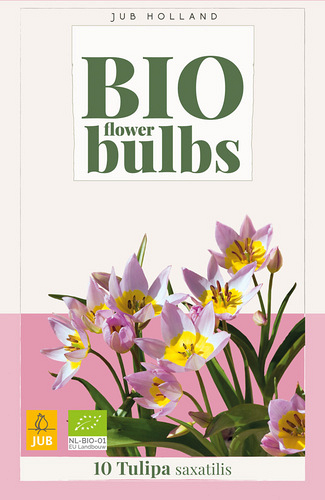 X 10 TULIPA SAXATILIS - BIO