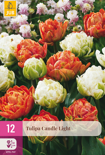 X 12 TULIPA CANDLE LIGHT