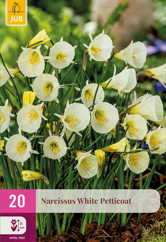 X 20 NARCISSUS WHITE PETTICOAT