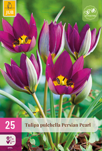 X 25 TULIPA PERSIAN PEARL