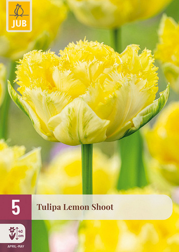 X   5 TULIPA LEMON SHOOT