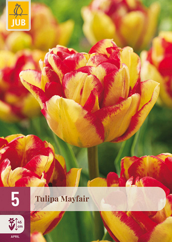 X   5 TULIPA MAYFAIR