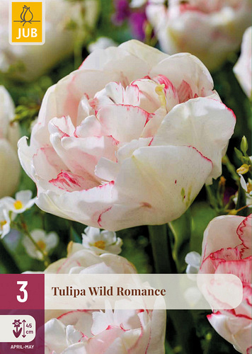 X   3 TULIPA WILD ROMANCE