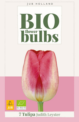 X   7 TULIPA JUDITH LEYSTER - BIO