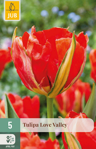 X   5 TULIPA LOVE VALLEY