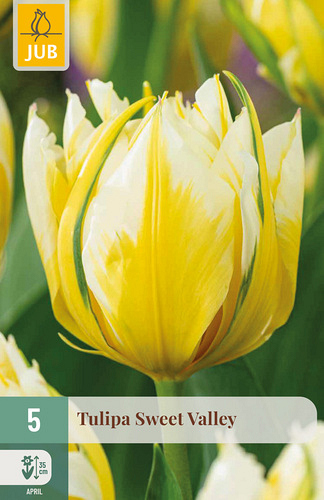 X   5 TULIPA SWEET VALLEY