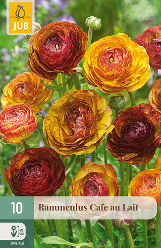 X 10 RANUNCULUS CAFE AU LAIT NJ