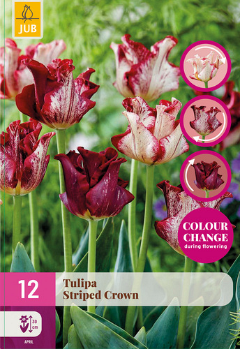 X 12 TULIPA STRIPED CROWN