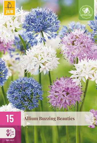 X 15 ALLIUM BUZZING BEAUTIES