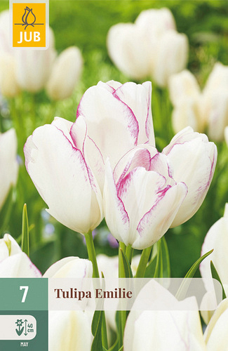 X   7 TULIPA EMILIE