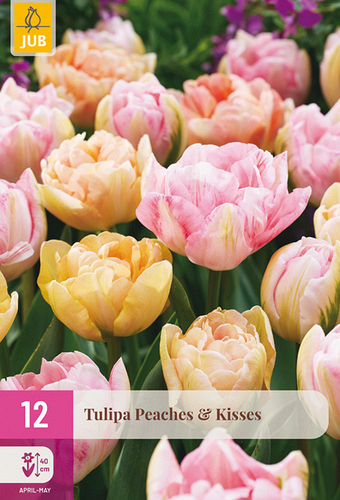 X 12 TULIPA PEACHES & KISSES