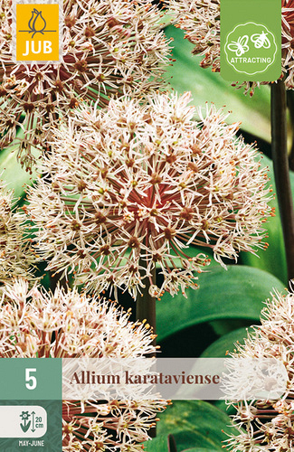 X   5 ALLIUM KARATAVIENSE