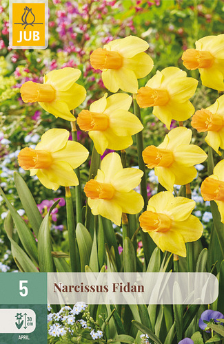 X   5 NARCISSUS FIDAN