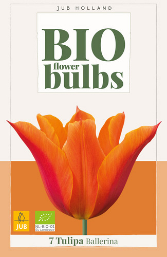 X   7 TULIPA BALLERINA - BIO