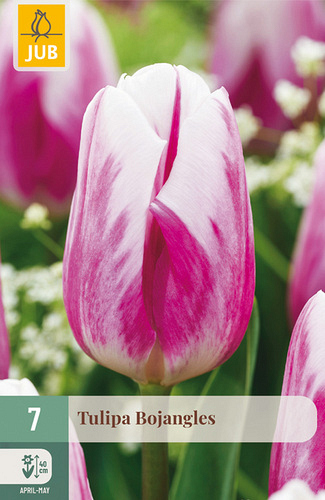 X   7 TULIPA BOJANGLES