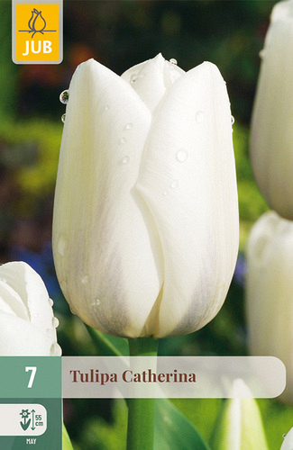 X   7 TULIPA CATHERINA