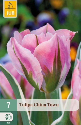 X   7 TULIPA CHINA TOWN