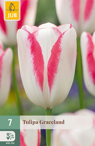 X   7 TULIPA GRACELAND