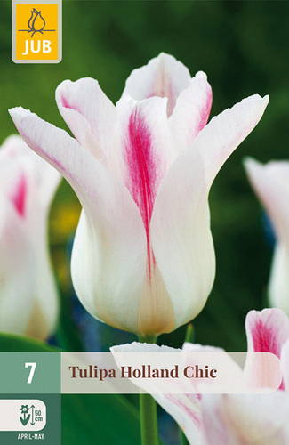 X   7 TULIPA HOLLAND CHIC