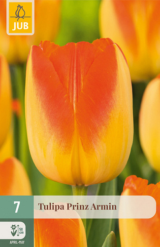 X   7 TULIPA PRINZ ARMIN