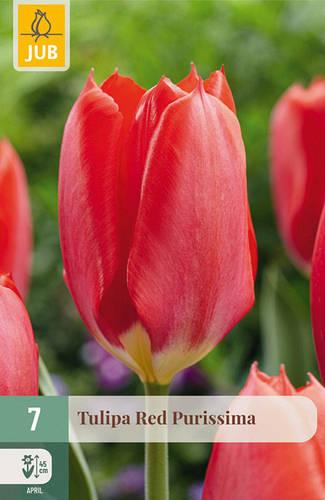 X   7 TULIPA RED PURISSIMA