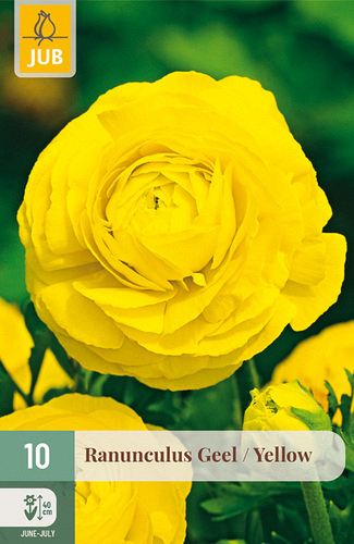 X 10 RANUNCULUS GEEL NJ