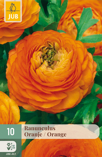 X 10 RANUNCULUS ORANJE NJ