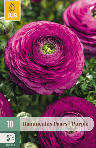 X 10 RANUNCULUS PAARS NJ