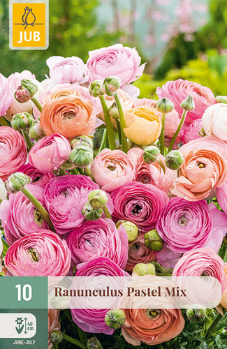 X 10 RANUNCULUS PASTEL MIX NJ