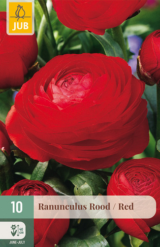 X 10 RANUNCULUS ROOD NJ