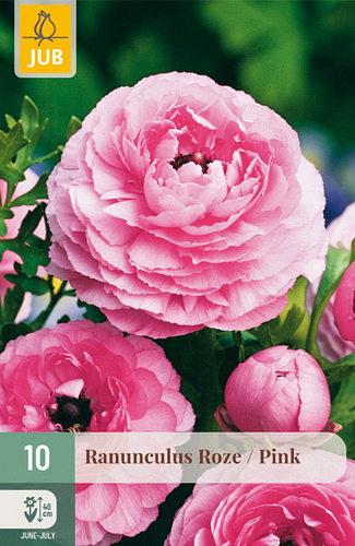 X 10 RANUNCULUS ROZE NJ