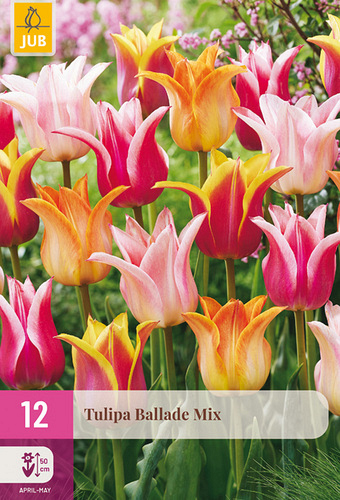 X 12 TULIPA BALLADE MIX