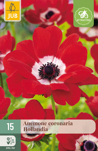 X 15 ANEMONE CORONARIA HOLLANDIA NJ