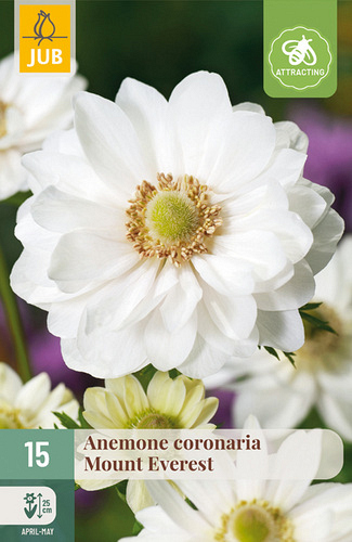 X 15 ANEMONE CORONARIA MOUNT EVEREST NJ